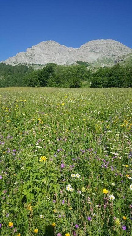 Chalet Miel De La Cayolle-Estenc Entraunes Kültér fotó